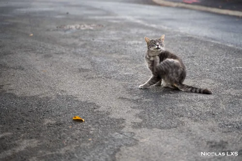 Chat tigré assis sur une route goudronnée