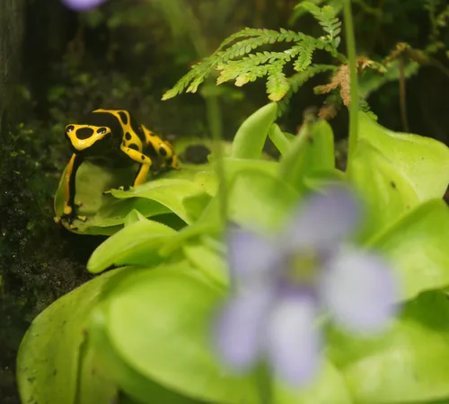 Petite grenouille jaune et noire sur une plante, entre deux fleurs violettes