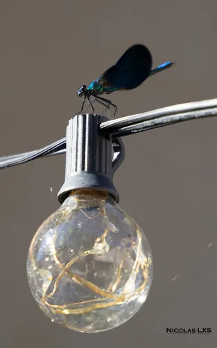 Libellule bleue posée sur une ampoule de guirlande lumineuse