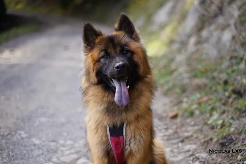 Portrait d'un chien de berger tirant la langue sur un chemin