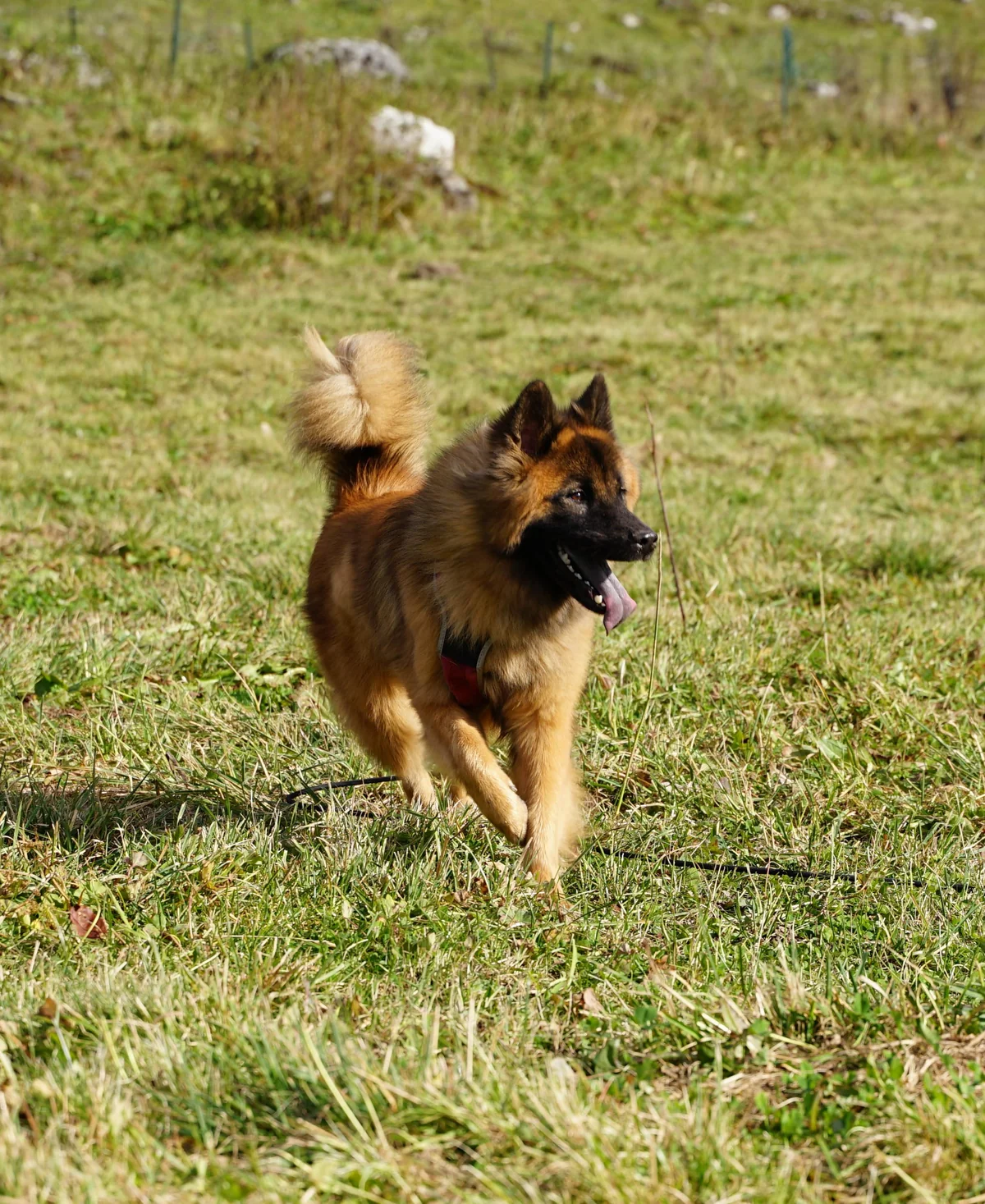 Chien de berger courant dans un pré