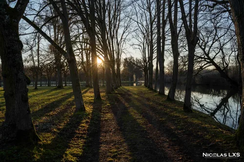 Allée d'arbres au soleil couchant dans le parc de la Motte-Tilly