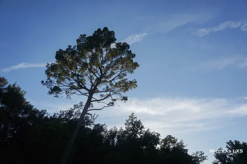 Pin se détachant sur un ciel bleu