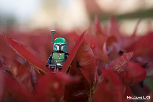 Mandalorien LEGO caché dans un feuillage rouge